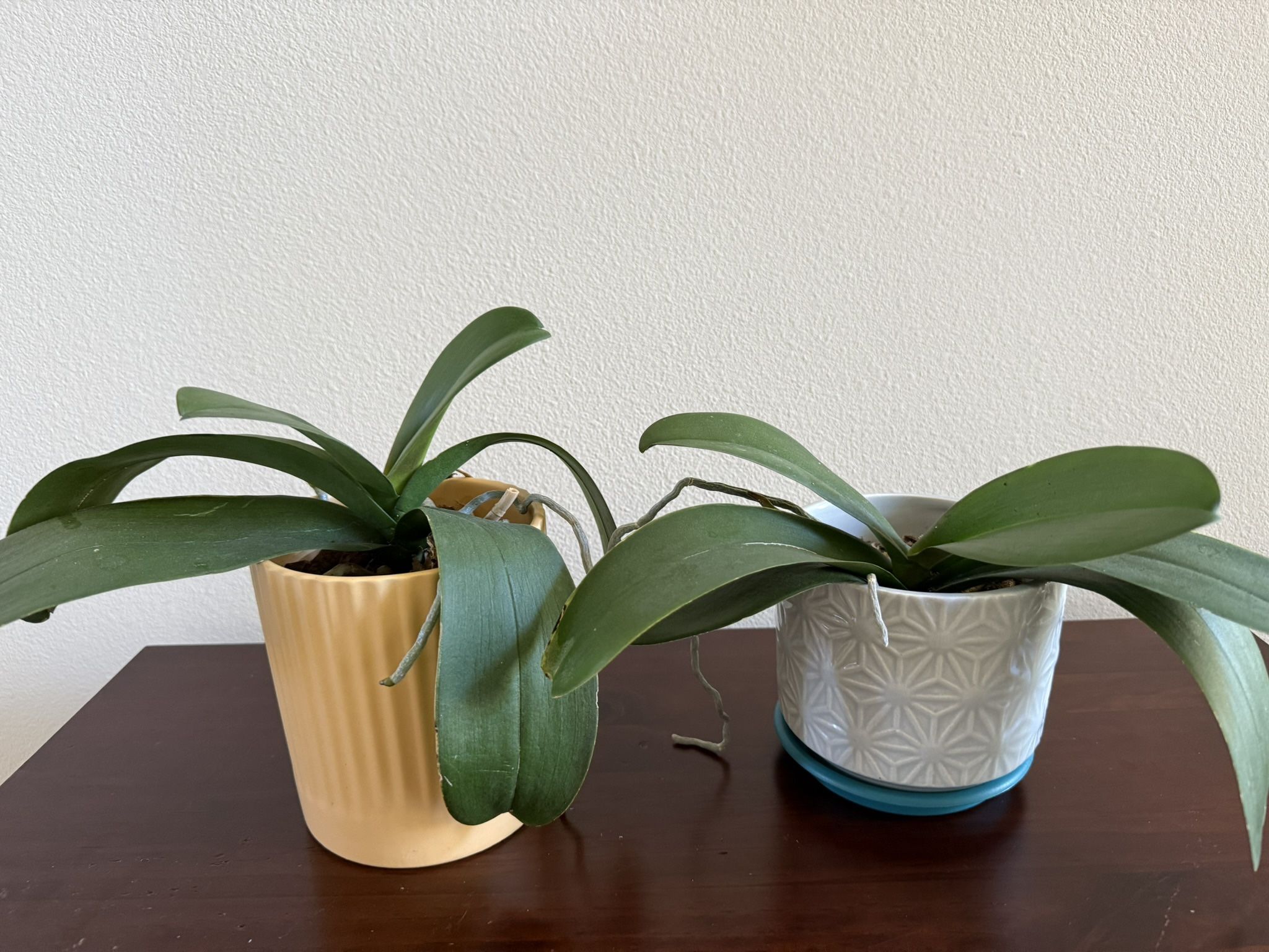 Live Orchid Plants In Ceramic Pot