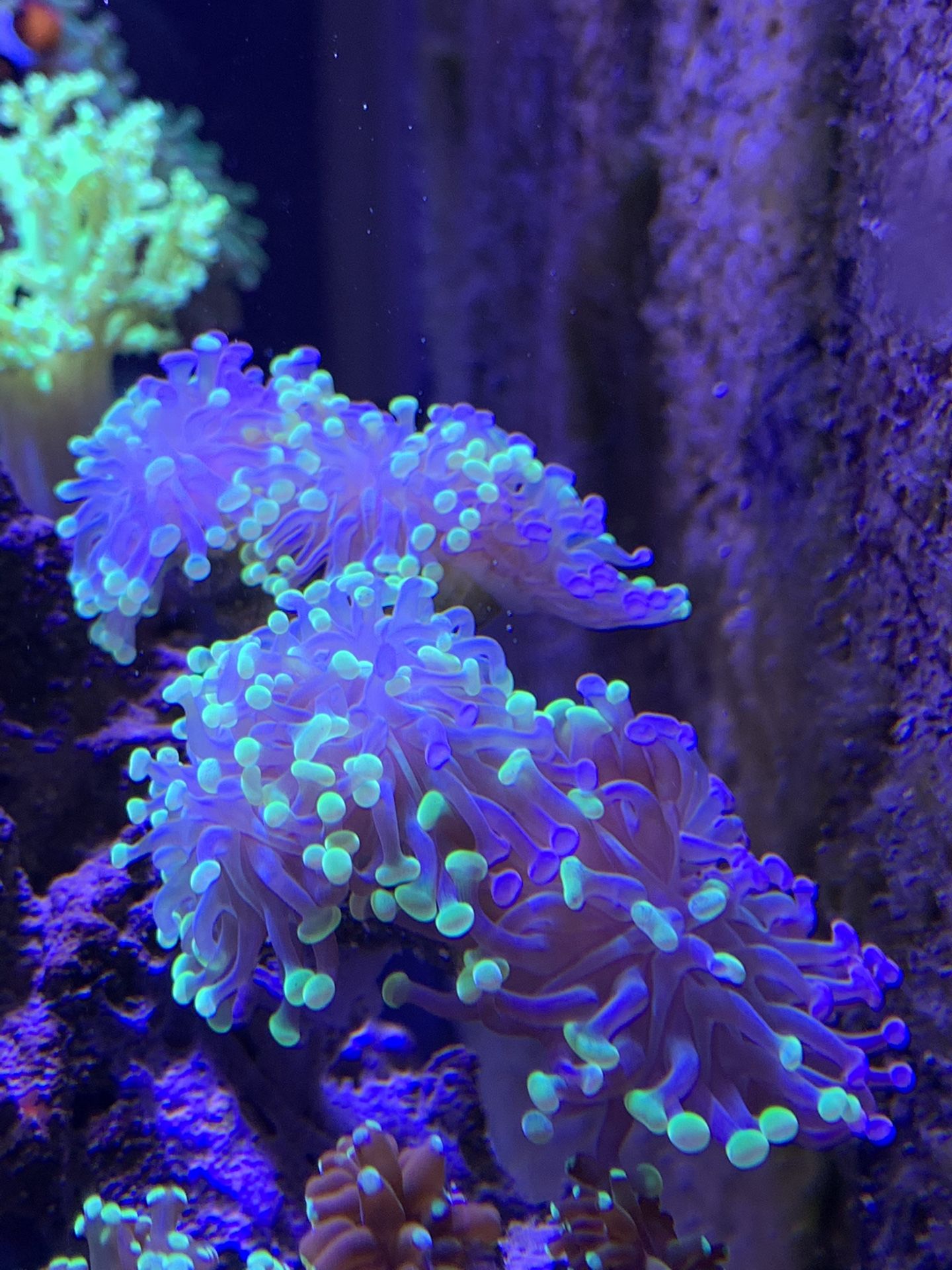 Bicolor Hammer Coral 4+ Heads