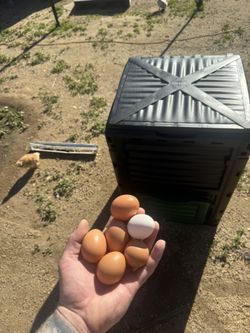 Free Range Fresh Eggs $1 Each. 📍Nuevo Ca.
