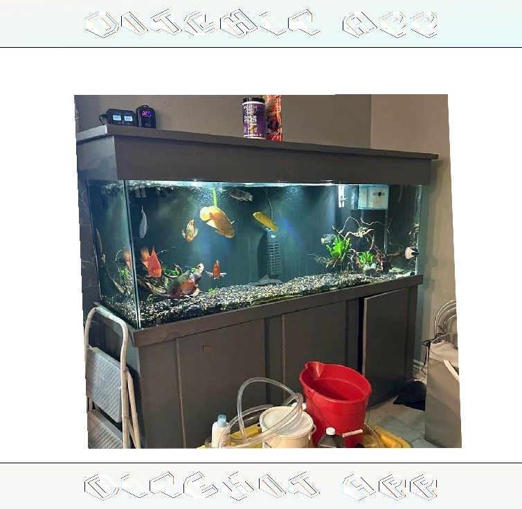 with since High-End Aquarium Setup - Superior Quality Choice