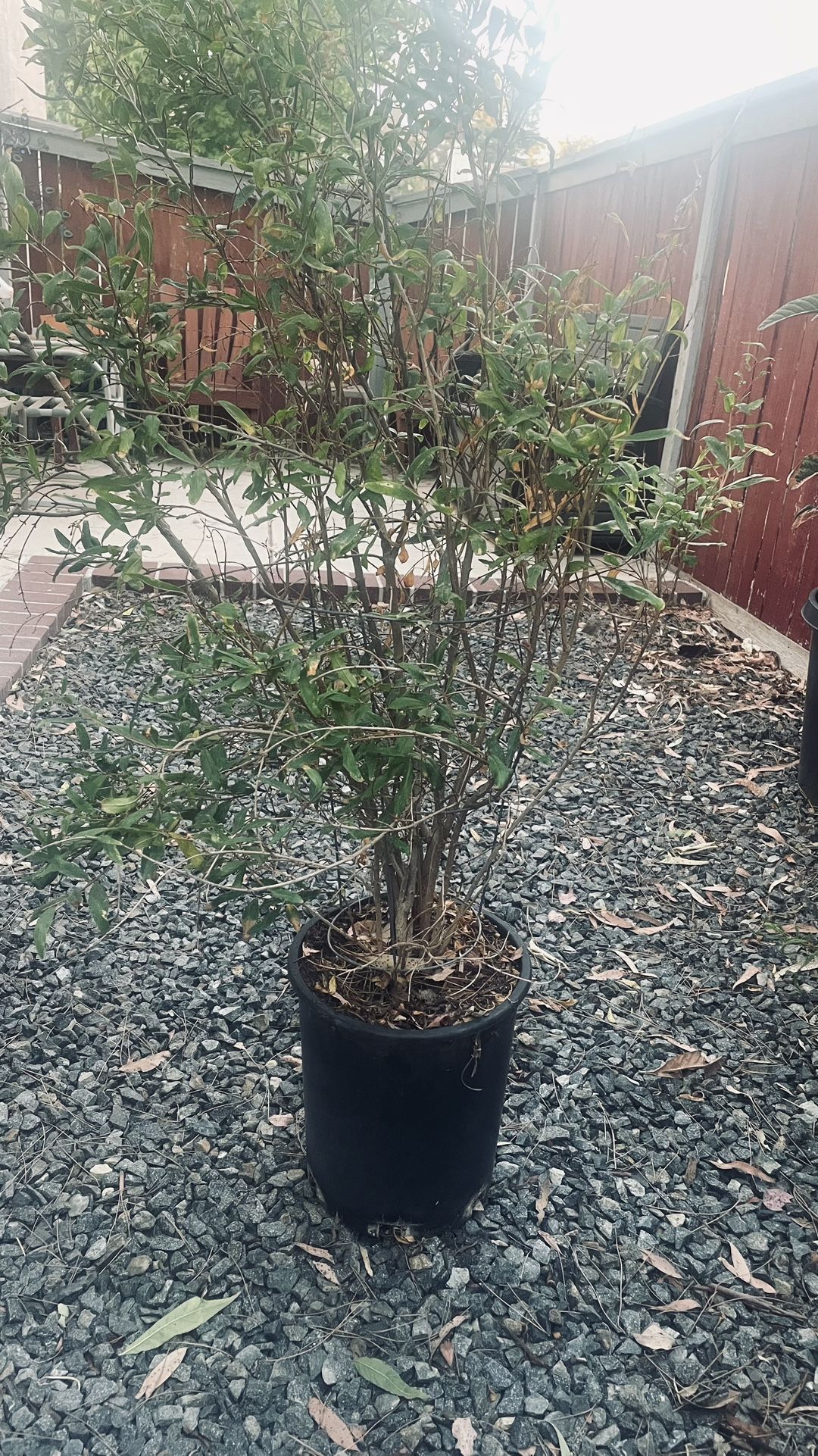 Pomegranate Tree