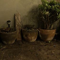 FREE Planters, Succulents, Garden Stones 