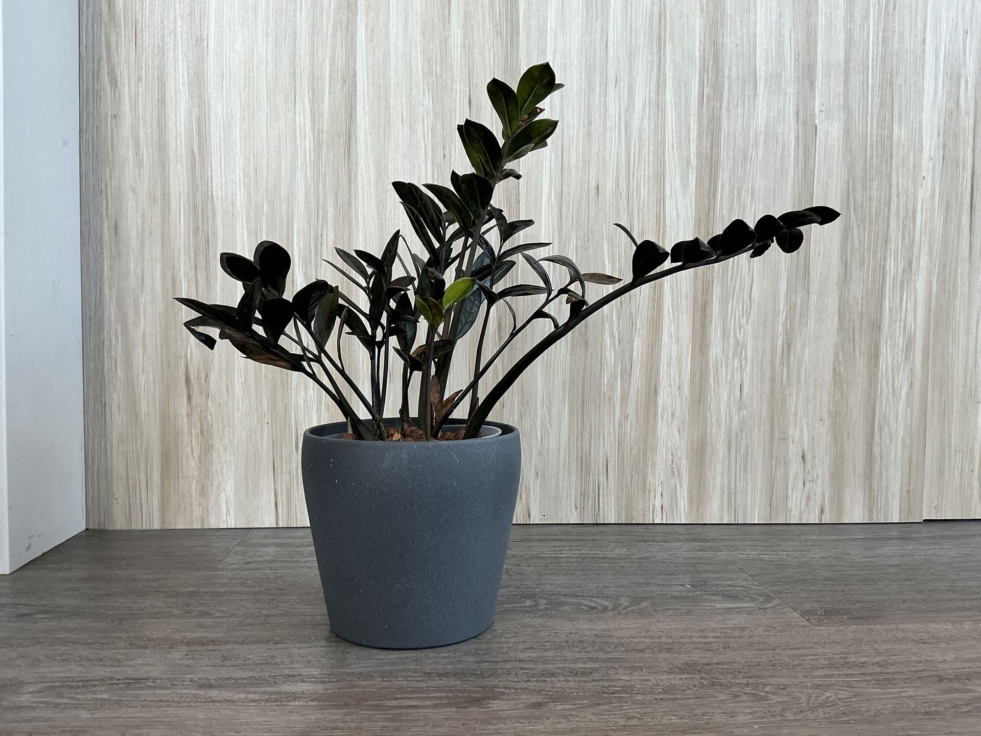 🪴 Raven ZZ Plant in 6” Pot – Pest-Free