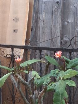Plumaria