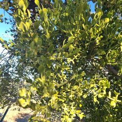 Fresh cut plants Christmas Mistletoe 6 Inch stems 