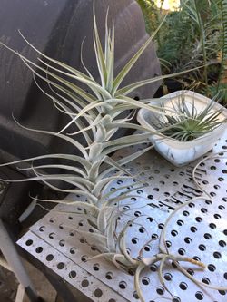 Air plants 18” long