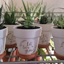 2.5" White Pots Succulents 
