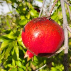 Pomegranate   Tree