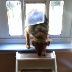 New Dog Pet Door Medium Window Sash IDEAL 