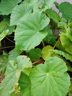 Begonia big pot plant