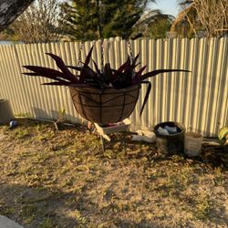 Oyster Hanging Basket Plant 