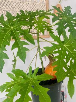 papaya plant