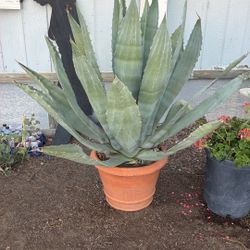 Maguey
