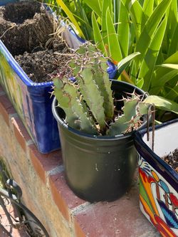 Cactus Clippings
