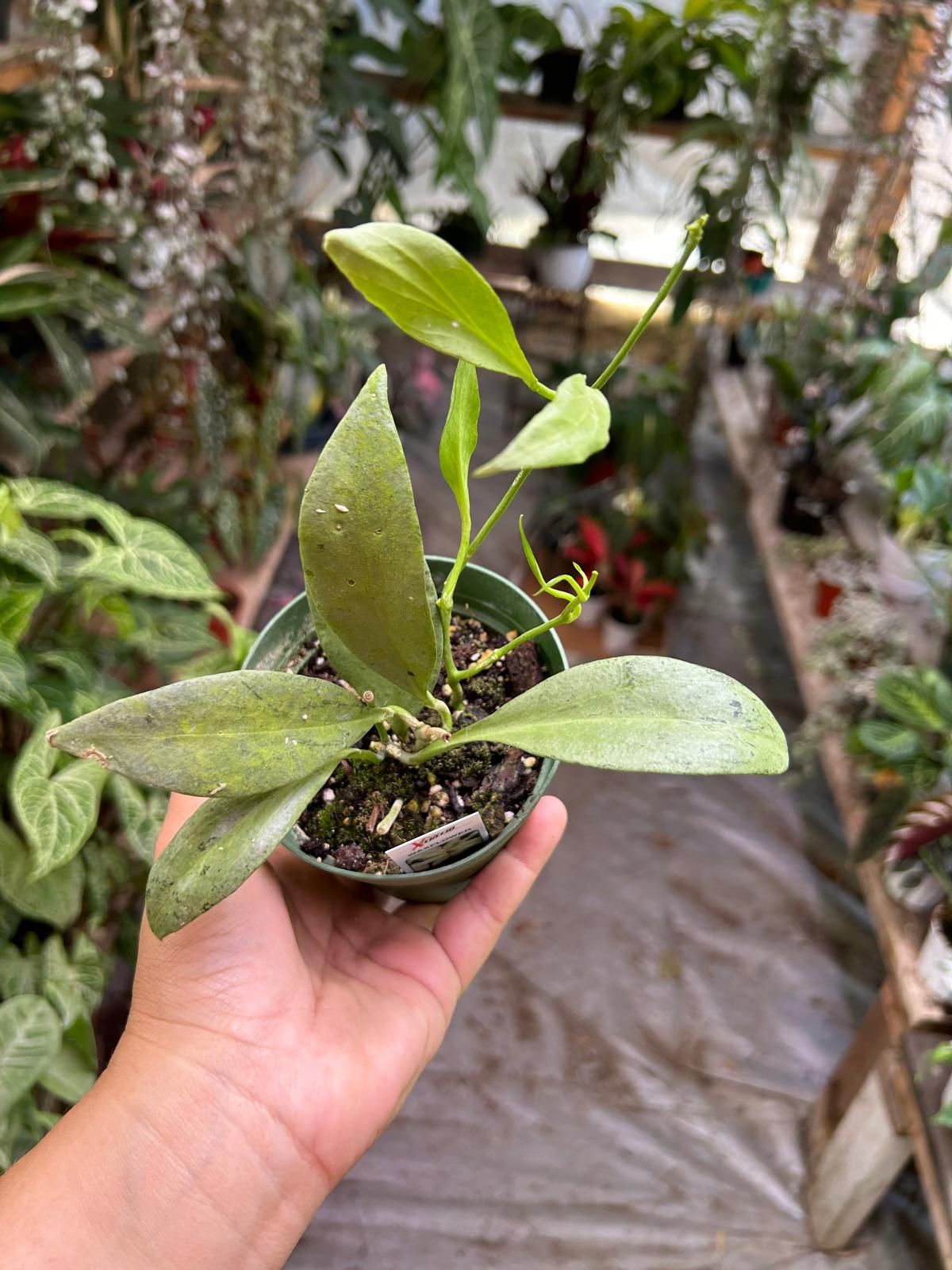 4” Hoya New Guinea Ghost 