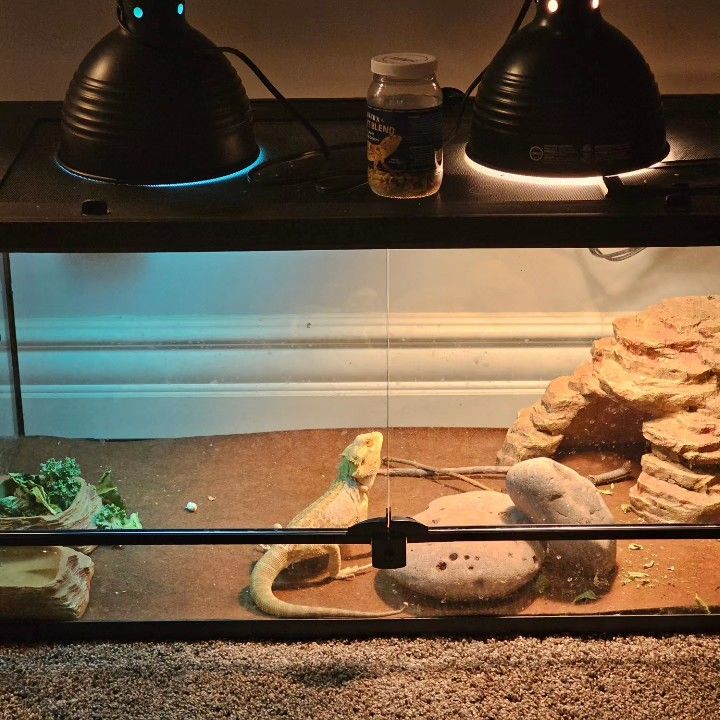 Bearded Dragon Reptile Enclosure 50 Gallon Tank