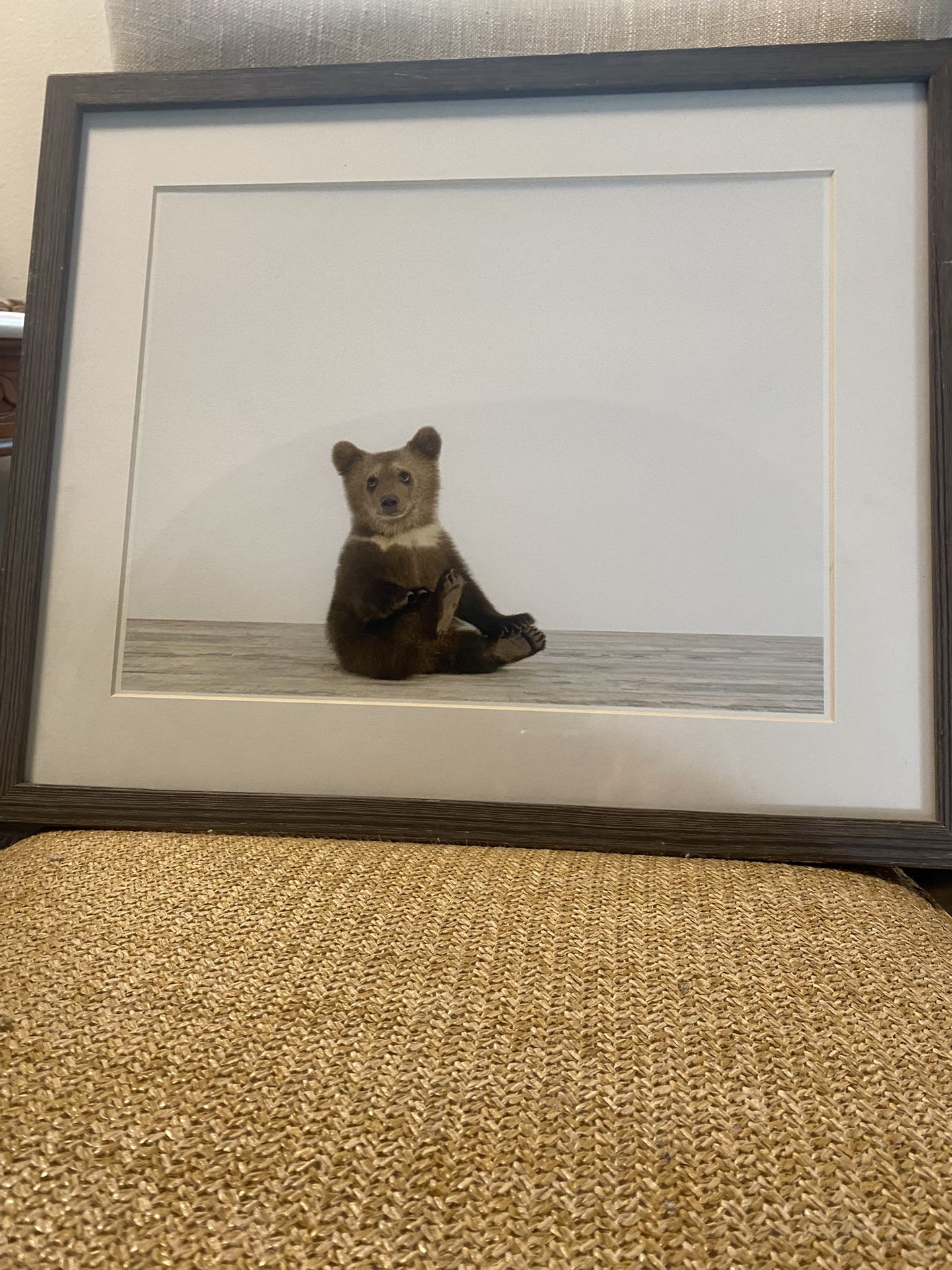 BABY BEAR PORTRAIT FRAMED Restoration Hardware Baby & Child Collection