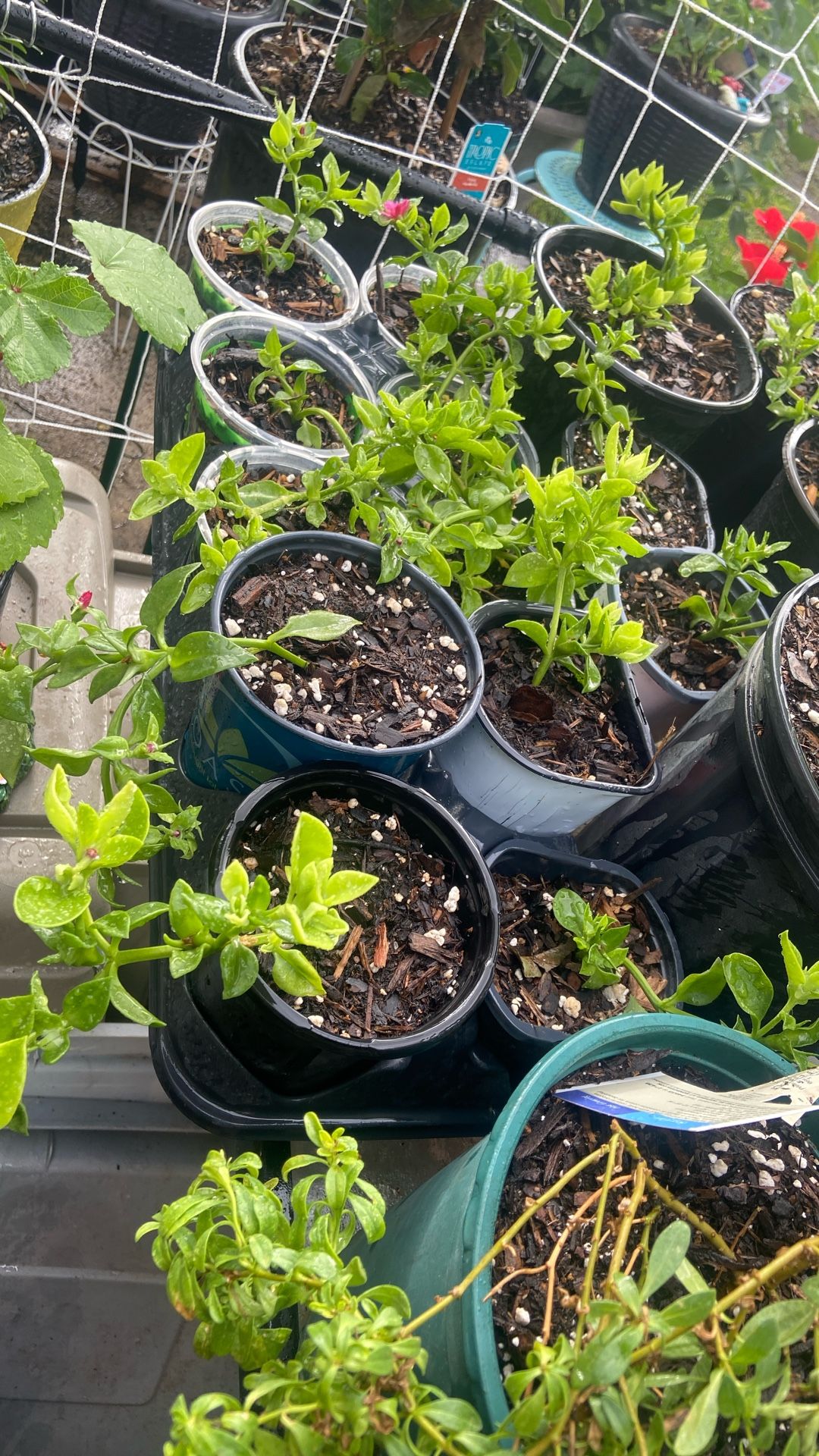 Baby Sun Rose Plants