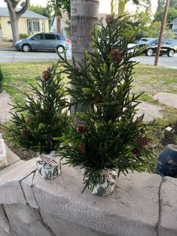 Set of two Pencil Pine Trees  - Christmas Greenery - Winter Decor