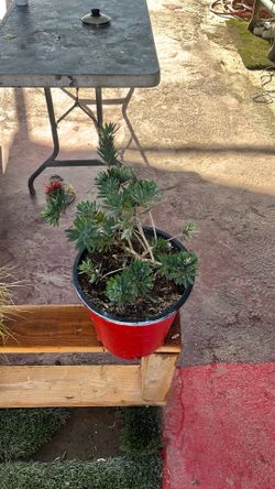 Plants