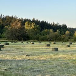 2025 2nd Cutting Orchard Hay