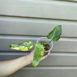4” philodendron domesticum variegated