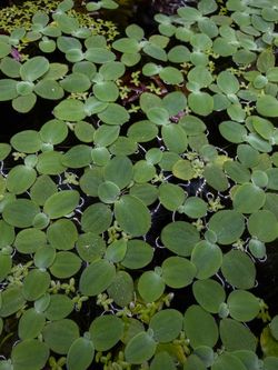 Fresh water aquarium plants