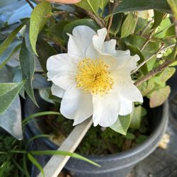 Camellia Sasanqua Large White Flower