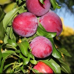 Plum, Peach, Apricot, Apple, Nectarine, Cherry, Avocado, Loquat  Trees