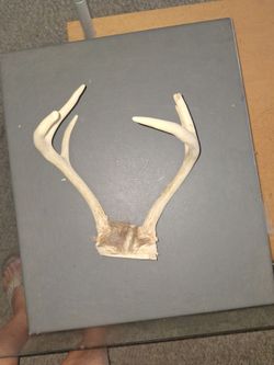 Antlers