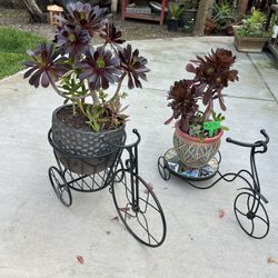 Succulent Bike Planters 