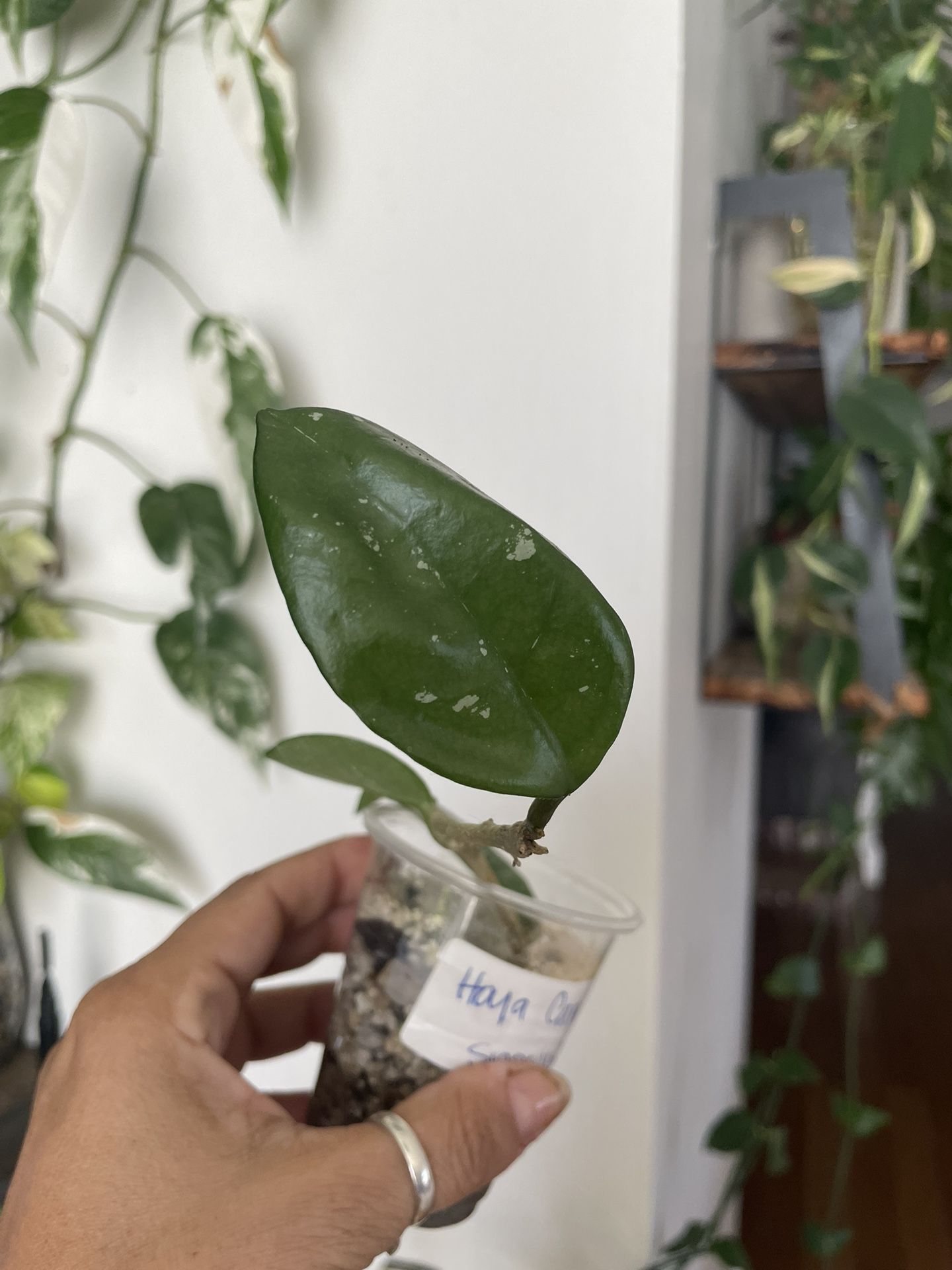 Hoya carnosa snowball Rooted Cutting Plant