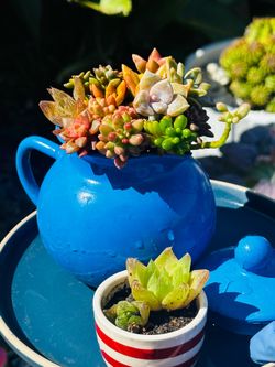 Tea pot set of succulents