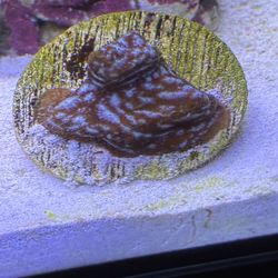 Fake coral decor frag pack