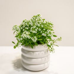 🌼 Sweet Alyssum – Petite Elegance for Your Indoor Space 🌼