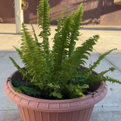 Fern Plant 🪴 Helecho Planta 🪴