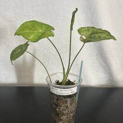 White Butterfly Syngonium