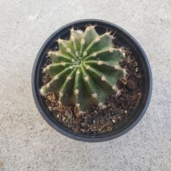 Cactus 🌵 Flowers