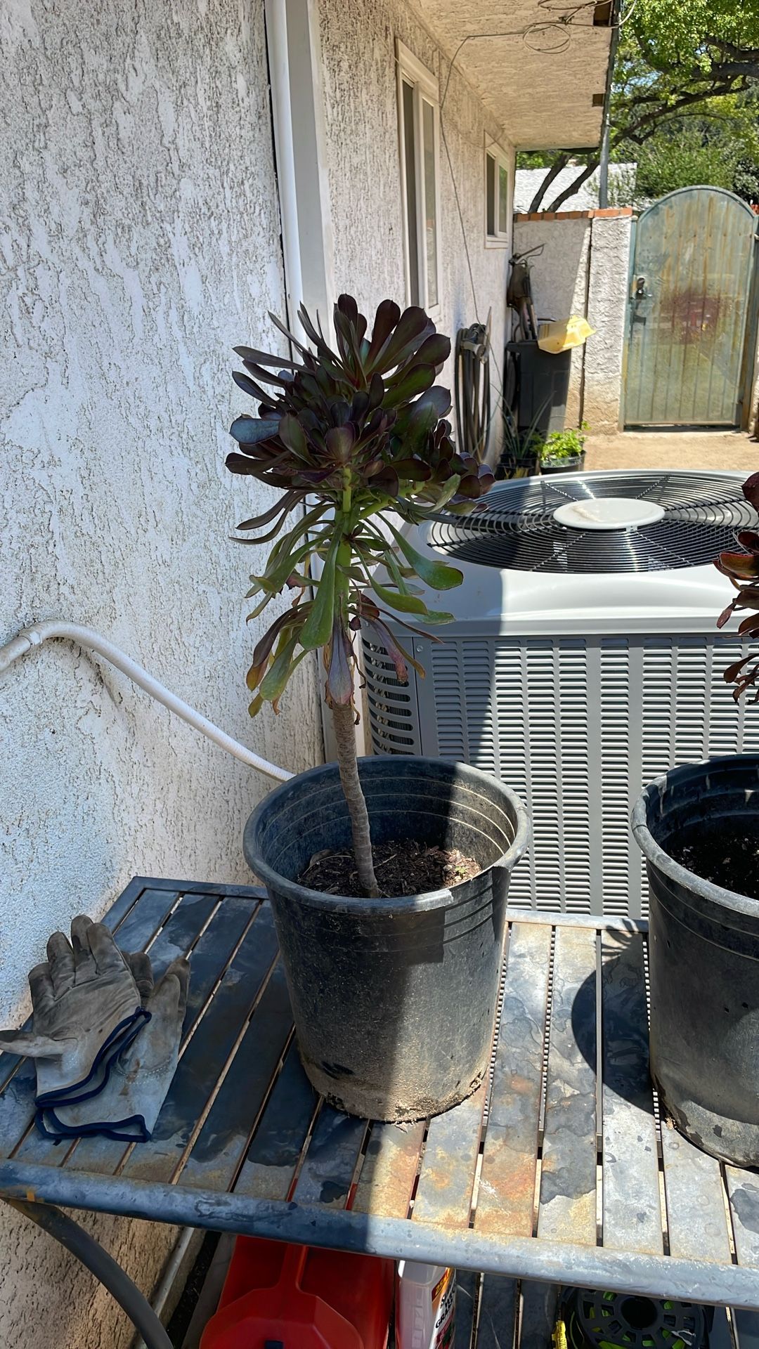 Succulents