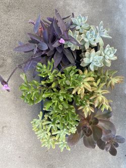 Succulent Plants