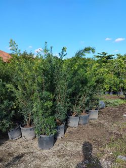 Podocarpus privacy hedges on sale now $26