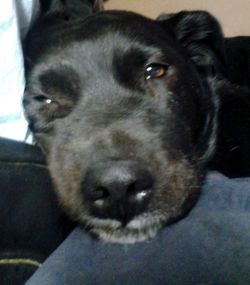 *NEEDED*Any size/type Incontinence Diapers or Pads for 19yo Crippled Dog