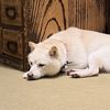 ShibaSellz