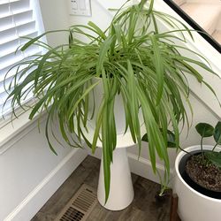 Live spider plant