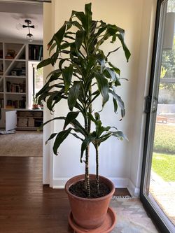 Dracaena Tree