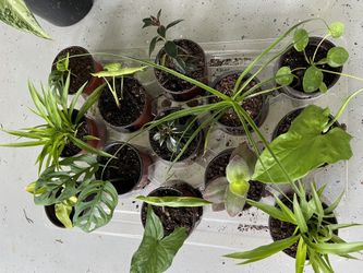 $5 houseplant
