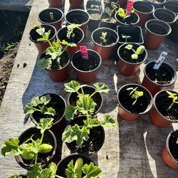 Lots Of Veggie Starts! And Flowers! 