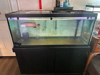 Fish tank 75 gallon