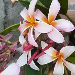 Colorful Fragrant Plumeria Cuttings With Flowers Intact  Ready To Plant