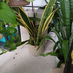 Lots Of Different Plants 